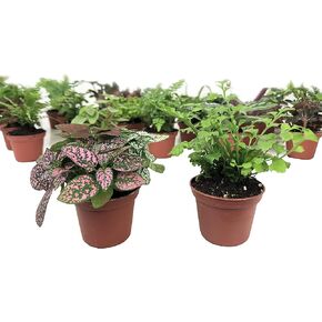 Mini Terrarium Plants (2 Plants) Fairy Garden Plants (Assorted Varieties) (2" Pots) in Saudi Arabia