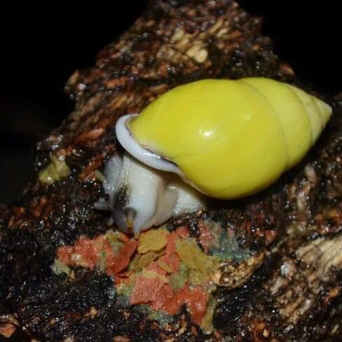 YZHZOM Springtail and Isopod Food، علاج Isopod، طعام Isopod، Milliped، Ladybug، Premium Bug، Insect | 1 أوقية in Kuwait