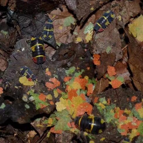 YZHZOM Springtail and Isopod Food، علاج Isopod، طعام Isopod، Milliped، Ladybug، Premium Bug، Insect | 1 أوقية in Kuwait
