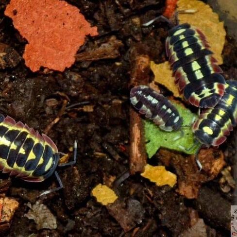 YZHZOM Springtail and Isopod Food، علاج Isopod، طعام Isopod، Milliped، Ladybug، Premium Bug، Insect | 1 أوقية in Kuwait