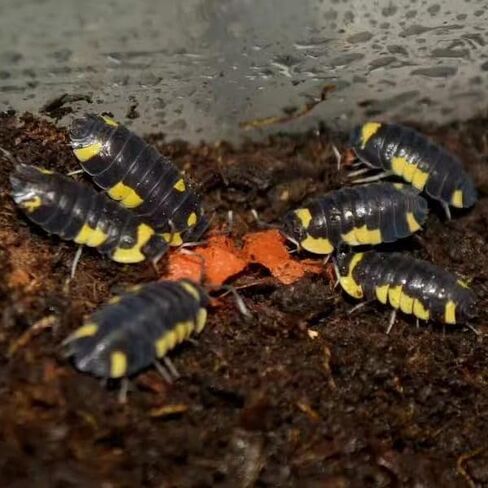 YZHZOM Springtail and Isopod Food، علاج Isopod، طعام Isopod، Milliped، Ladybug، Premium Bug، Insect | 1 أوقية in Kuwait