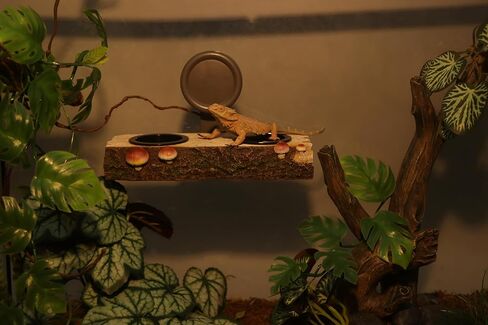 AQUA KT Reptile Gecko Feeding Ledge Food Water Double Bowl with Suction Cup for Terrarium Habitat Snake Lizard Bearded Dragon Chameleon Turtle Feeder Tank Accessory in Kuwait