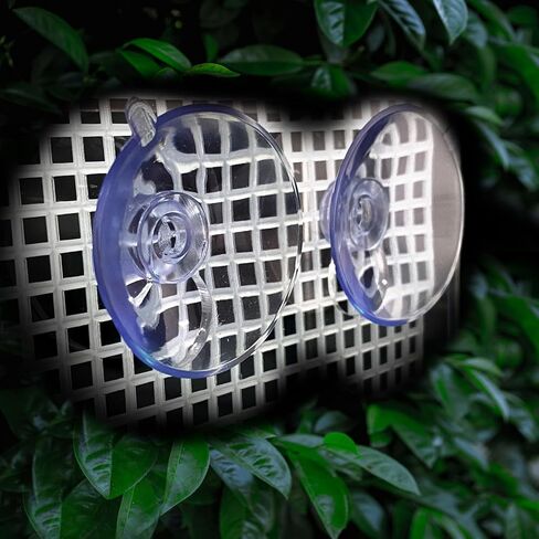 Bearded Dragon Feeder, Transparent Acrylic Reptile Feeding Box, Chameleon Bug Bowl, Wall-Mounted Insect Bowl with Suction Cups, Tank and Aquarium Accessories for Lizard Gecko Frog in Kuwait