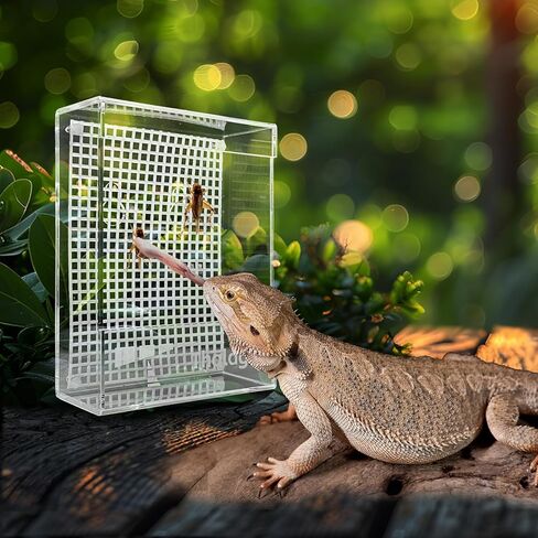 Bearded Dragon Feeder, Transparent Acrylic Reptile Feeding Box, Chameleon Bug Bowl, Wall-Mounted Insect Bowl with Suction Cups, Tank and Aquarium Accessories for Lizard Gecko Frog in Kuwait