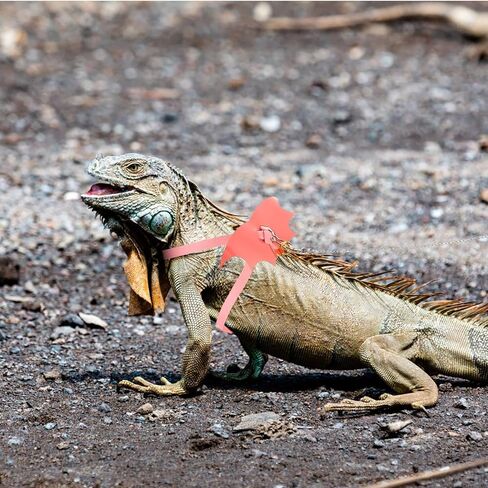 TEHAUX Wear-Resist Lizard Leash and Harness Set, Medium Pink Reptile Pet Traction Rope for Bearded Dragon, Gecko, and Desert Lizards Outdoor Walking in Kuwait