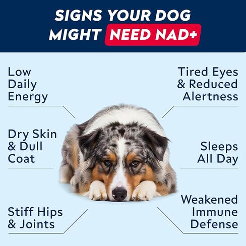 STRELLALAB NAD+ for Dogs - Longevity Supplement - Quercetin, NMN, Resveratrol - Energy Booster for Senior Dogs, Canine Cognitive Supplement for Brain Health - Paw Aging Support Chews - 90Ct in Kuwait