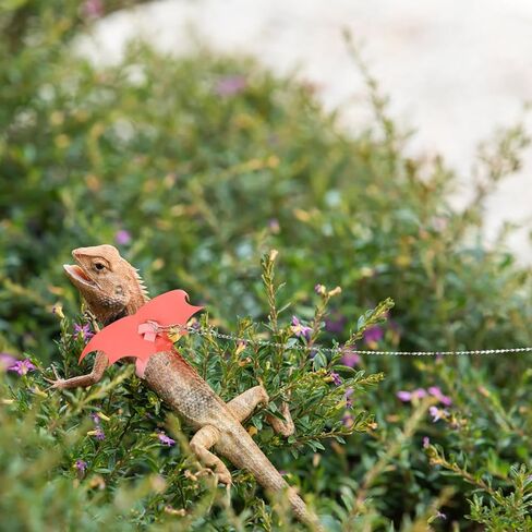 GANAZONO Bearded Dragon Leash and Harness Set Wear-Resist Gecko Traction Rope Medium Pink for Reptile Outdoor Walking and Training in Kuwait