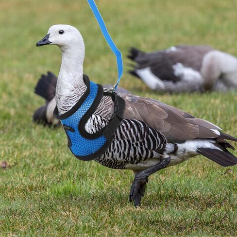 Cabilock Breathable Chicken Harness and Adjustable Pet Walking Leash with Mesh Vest, Blue S Size, Comfortable Bowknot Design for Chickens, Ducks, and Small Poultry Random Color in Kuwait