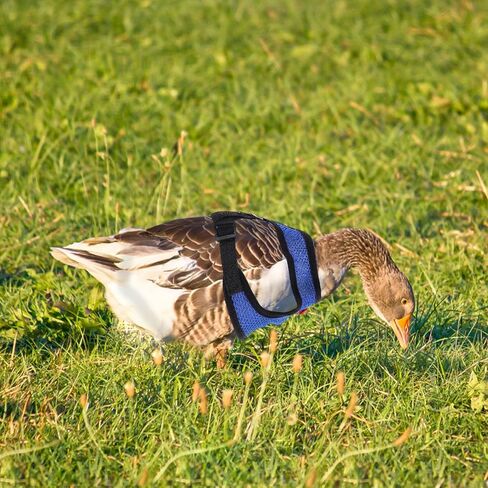 Breathable Chicken Harness Leash Set Adjustable Mesh Vest with Bow Tie Small Blue for Poultry Walking and Training Random Color in Kuwait