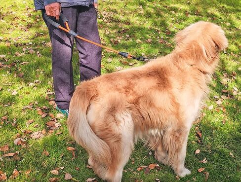 2FT Dog Leash, Training & Walking Leash with Soft Handle for Small Medium Large Dogs, Strong Nylon Rope Short Lead for Obedience Control (1/2inch Black) in Saudi Arabia