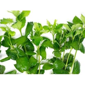 Water Wisteria Hygrophila Difformis Live Aquarium Plants, Freshwater Stem Plant Bunch 3–5 Stems in Kuwait
