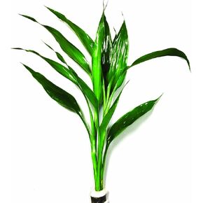 Dracaena Sanderiana Green Live Aquarium Decorations Aquatic Plants for Fish Tank by Mainam in Saudi Arabia