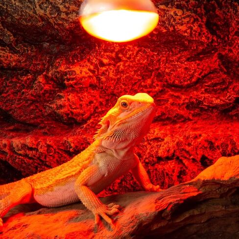 REPTI ZOO 25W Reptile Infrared Heat Lamp 2 Pack,Amphibian Heat Emitter Infrared Basking Spot Light Bulb for Small Geckos,Turtle,Bearded Dragon,Lizard,Tarantulas in Kuwait