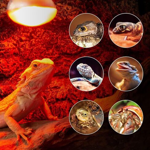 REPTI ZOO 25W Reptile Infrared Heat Lamp 2 Pack,Amphibian Heat Emitter Infrared Basking Spot Light Bulb for Small Geckos,Turtle,Bearded Dragon,Lizard,Tarantulas in Kuwait