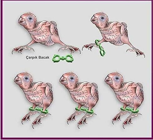 Fit Fly 10 Conure Cockatiel Lovebird Splayed Leg Treatment Bracelet 10 Hobble Braces Bird Bands Leg Rings 5 mm, 6mm, 7mm in Kuwait