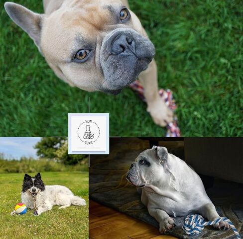 16 Pcs Small Dog Rope Toys, Puppy Tug of War Toy Set for Small Breeds 0-15 Lbs, Cotton Dog Tug Toys for Boredom, Teething & Interaction in Saudi Arabia