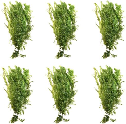 Mainam Hornwort Ceratophyllum Demersum الاستوائية المياه العذبة زينة نباتات حوض السمك الحية (6 عبوات) in Kuwait