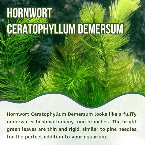 Mainam Hornwort Ceratophyllum Demersum الاستوائية المياه العذبة زينة نباتات حوض السمك الحية (6 عبوات) in Kuwait