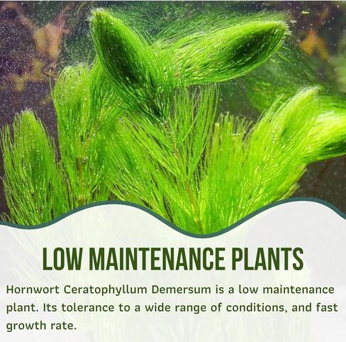 Mainam Hornwort Ceratophyllum Demersum الاستوائية المياه العذبة زينة نباتات حوض السمك الحية (6 عبوات) in Kuwait