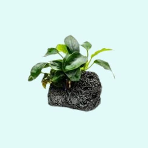 Anubias Congensis - نبات حوض السمك الحي - المياه العذبة - الإضاءة المنخفضة in Kuwait