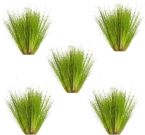 قزم Hairgrass Eleocharis - المياه العذبة - ضوء متوسط ​​​​عالٍ in Kuwait