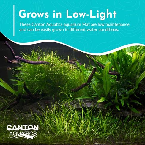 قزم Hairgrass Eleocharis - المياه العذبة - ضوء متوسط ​​​​عالٍ in Kuwait