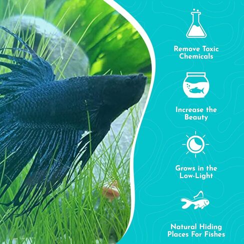 قزم Hairgrass Eleocharis - المياه العذبة - ضوء متوسط ​​​​عالٍ in Kuwait