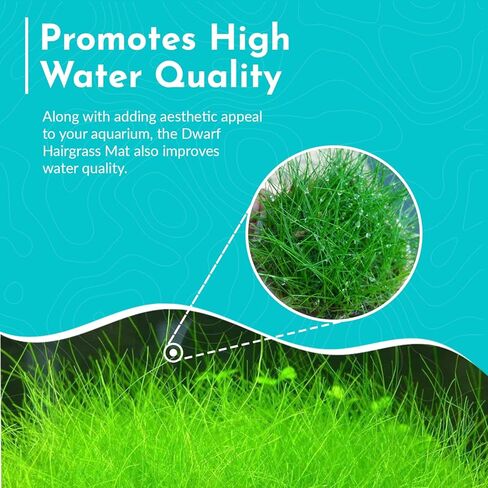 قزم Hairgrass Eleocharis - المياه العذبة - ضوء متوسط ​​​​عالٍ in Kuwait
