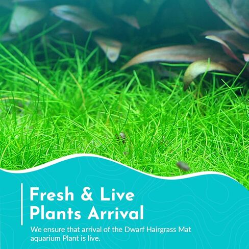 قزم Hairgrass Eleocharis - المياه العذبة - ضوء متوسط ​​​​عالٍ in Kuwait