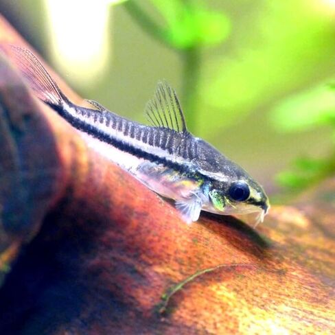Swimming Creatures™ School of 12 Pygmy Cory (Corydoras pygmaeus) أسماك حوض السمك في المياه العذبة الحية in Kuwait
