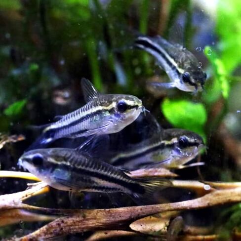 Swimming Creatures™ School of 12 Pygmy Cory (Corydoras pygmaeus) أسماك حوض السمك في المياه العذبة الحية in Kuwait