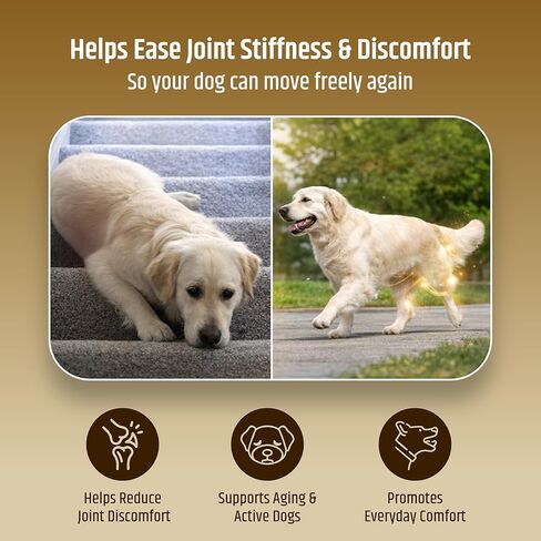 PetriGuard | Advanced Hip, Back & Joint Supplement for Dogs | Ultra Strength Formula w/ 8 Active Ingredients | USA Made & Veterinarian Approved | Glucosamine, Turmeric, MSM + 5 More - 120 Chews in Kuwait