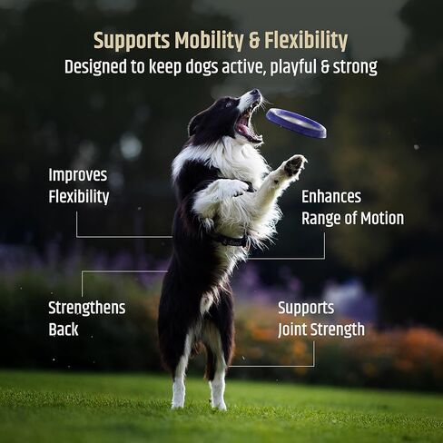 PetriGuard | Advanced Hip, Back & Joint Supplement for Dogs | Ultra Strength Formula w/ 8 Active Ingredients | USA Made & Veterinarian Approved | Glucosamine, Turmeric, MSM + 5 More - 120 Chews in Kuwait