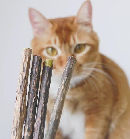15 Pack Silvervine Sticks Catnip Toys, Natural Detal Chew Toy for Cats Kittens Teeth Cleaning in Kuwait