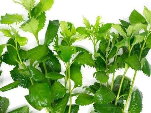 نباتات الوستارية المائية Hygrophila Difformis الحية لأحواض السمك، مجموعة نباتات المياه العذبة الجذعية 3-5 سيقان in Kuwait