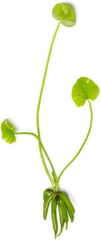 نبات الموز (Nymphoides Aquatica) المادة: نبات واحد in Kuwait