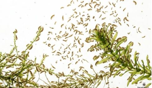 صواريخ سكود الحية للمياه العذبة (Gammarus sp.)، مزدوجات الأرجل لأحواض السمك والبرك، طاقم التنظيف الطبيعي، حوالي 100 عدد صواريخ سكود in Kuwait