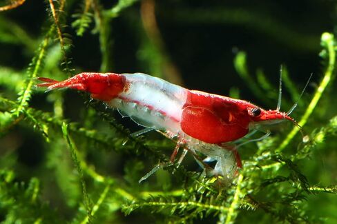 ShrimpRack™ 20 Red Rili Neocaridina Live Freshwater Shrimps for Aquarium. Fully Mature Breeding Age. Live Arrival Guarantee. in Kuwait