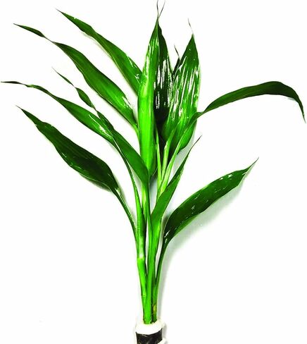 Dracaena Sanderiana Green Live Aquarium Decorations Aquatic Plants for Fish Tank by Mainam in Kuwait