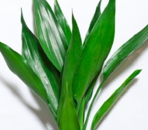 Dracaena Sanderiana Green Live Aquarium Decorations Aquatic Plants for Fish Tank by Mainam in Kuwait