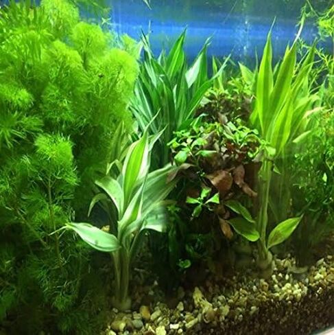 Dracaena Sanderiana Green Live Aquarium Decorations Aquatic Plants for Fish Tank by Mainam in Kuwait