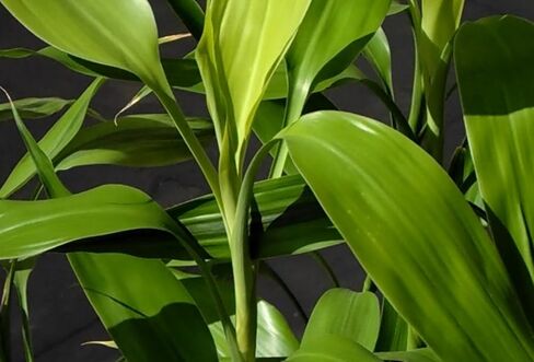 Dracaena Sanderiana Green Live Aquarium Decorations Aquatic Plants for Fish Tank by Mainam in Kuwait