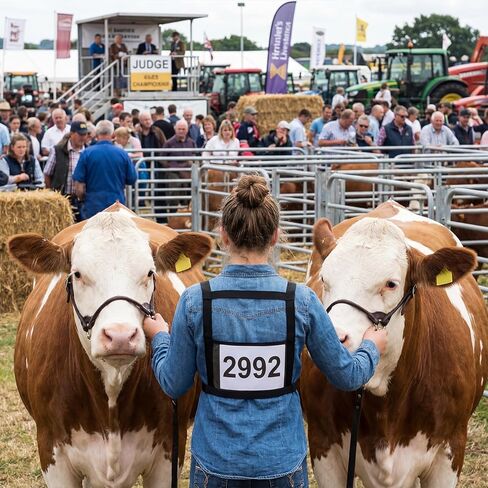 Jucoan 2 Pack Professional Exhibitor Number Harness - Adjustable Livestock Show Number Harness Exhibitor Vest with Front & Back Pockets for 4H, FFA Cattle, Sheep, Goat, Pig Show Fairs, Competitions in Kuwait