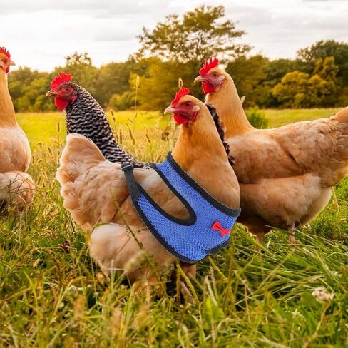 Tofficu Chicken Harness and Hen Leash Breathable Mesh Vest Adjustable Blue S Size Comfortable Walking Strap for Poultry and Small Birds Random Color in Kuwait
