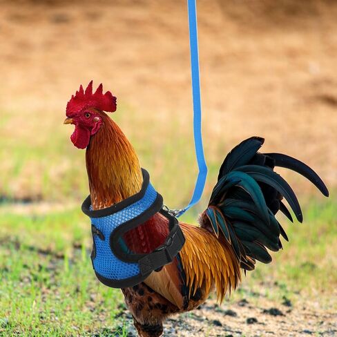 Tofficu Chicken Harness and Hen Leash Breathable Mesh Vest Adjustable Blue S Size Comfortable Walking Strap for Poultry and Small Birds Random Color in Kuwait