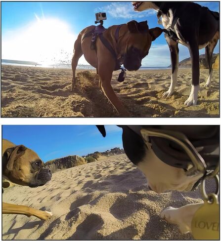 سرج للكلاب لـ Gopro، حزام للكلاب قابل للتعديل لـ Gopro 13 12 11 10 9 8 7 Insta360 X5 X4 X3 Go3s DJI Osmo Action 5pro 4 3 2 1، للكلاب الصغيرة والمتوسطة والكبيرة، مع 5 محولات in Kuwait