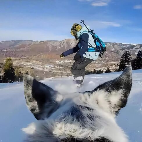 سرج للكلاب لـ Gopro، حزام للكلاب قابل للتعديل لـ Gopro 13 12 11 10 9 8 7 Insta360 X5 X4 X3 Go3s DJI Osmo Action 5pro 4 3 2 1، للكلاب الصغيرة والمتوسطة والكبيرة، مع 5 محولات in Kuwait