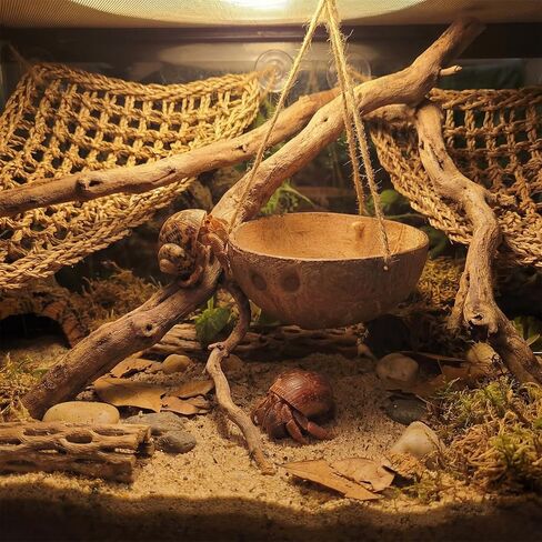 Hermit Crab Hanging Coconut Shell Hideout – Natural Coconut Habitat Decor, Tank Accessories for Hermit Crabs in Kuwait