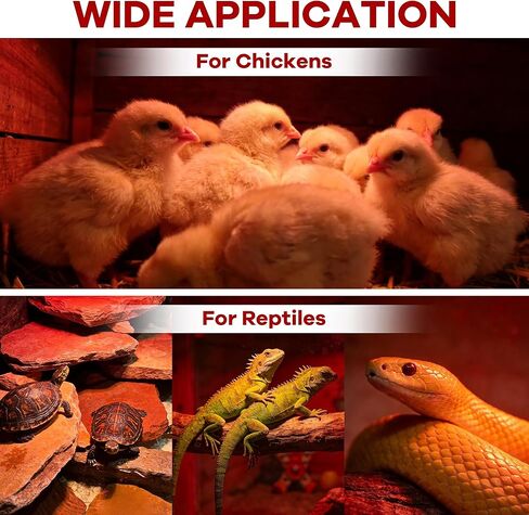 Heat Lamp Bulb for Chickens, Red Heat Lamp Infrared Light Bulb with Power Cord Hanging Chain for Chicks in Kuwait