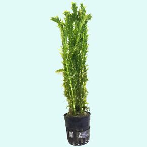 نباتات Anacharis Egeria Densa Bunch Live Aquarium Plants (متجذرة في وعاء بحجم 2 بوصة) in Kuwait